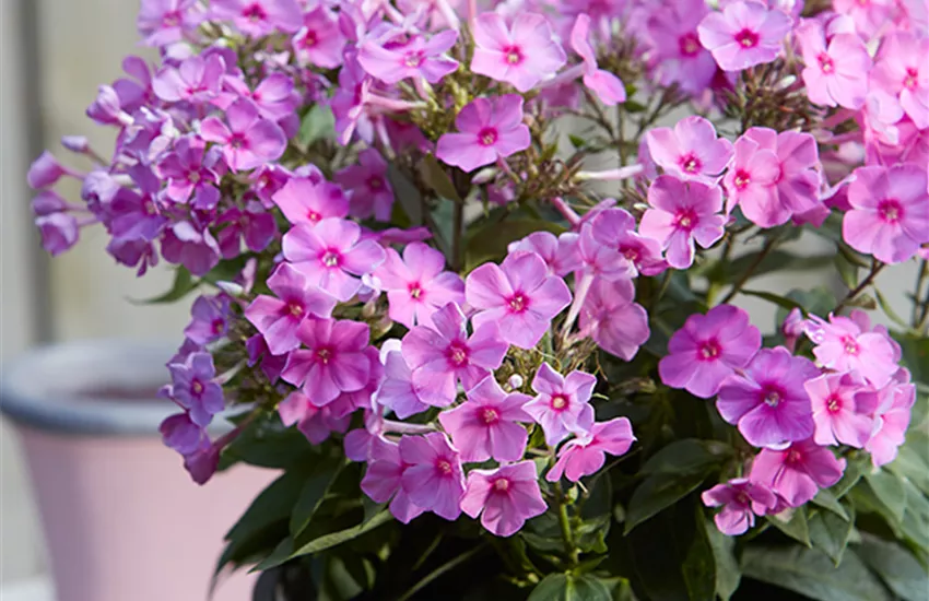 Phlox 