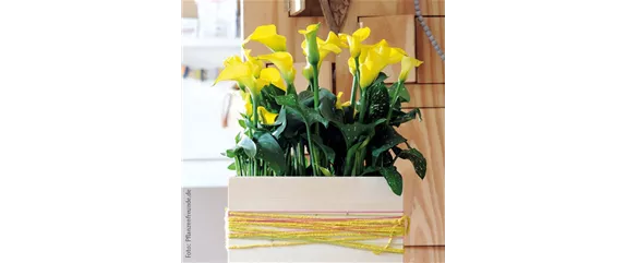 PFLANZE DES MONATS FEBRUAR: CALLA