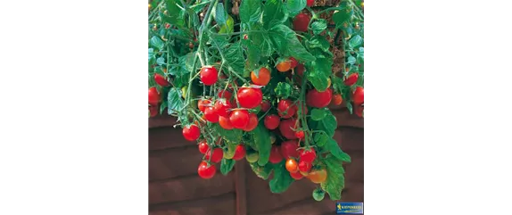 LECKERE BALKON-TOMATEN