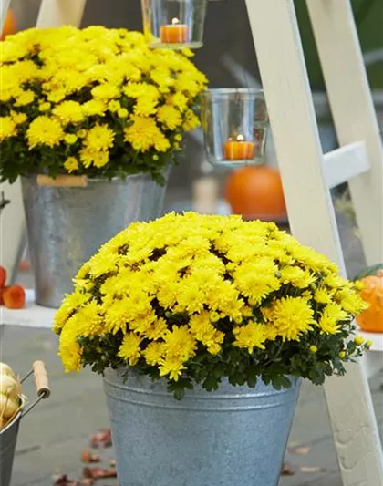 BLüTEN FüR DEN HERBSTBALKON!