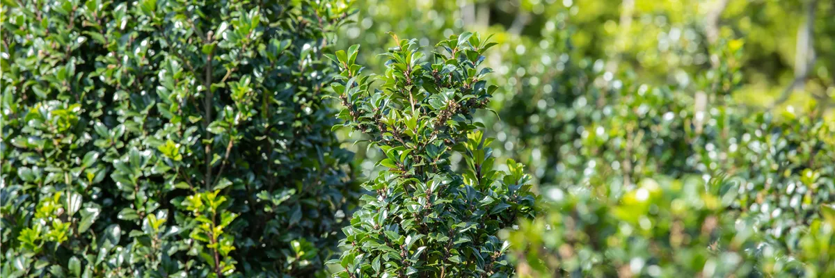 Ilex meserveae 'Heckenstar'(s)