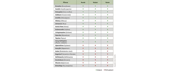 Haustierfreundliche Pflanzen.