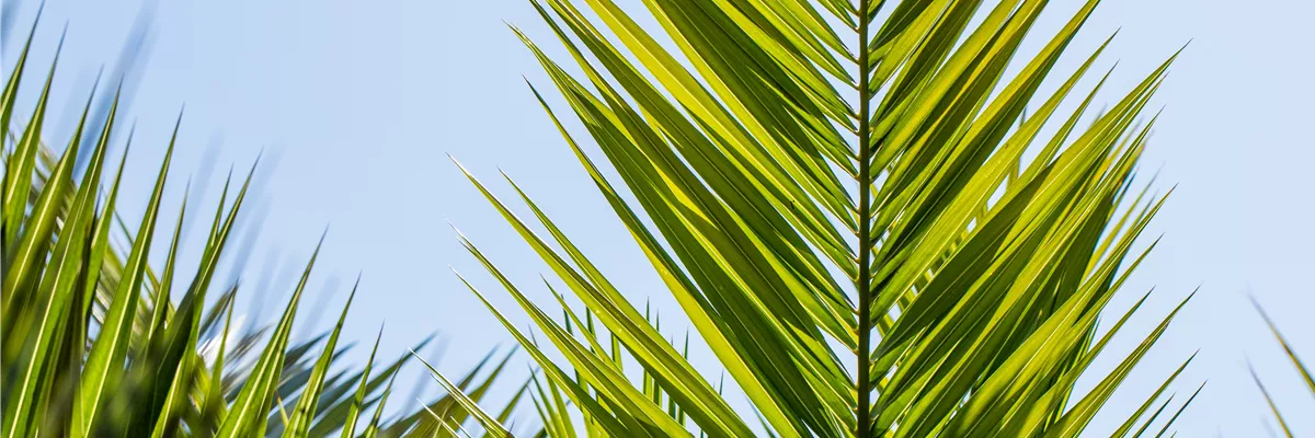 Phoenix canariensis