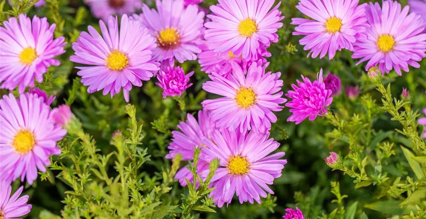 Aster dumosus 'Herbstgruß vom Bresserhof'