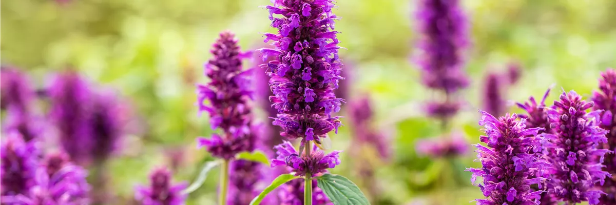 Agastache rugosa 'Blue Boa'