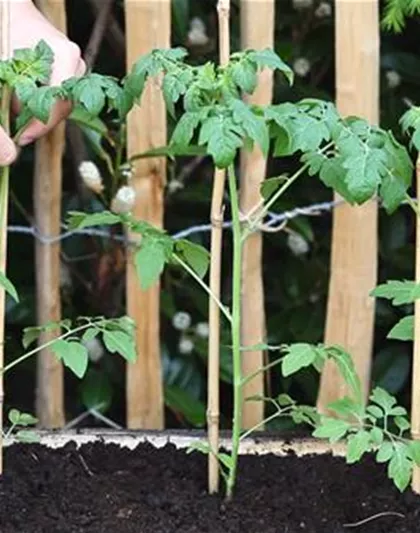 Cherrytomaten - Einpflanzen im Hochbeet