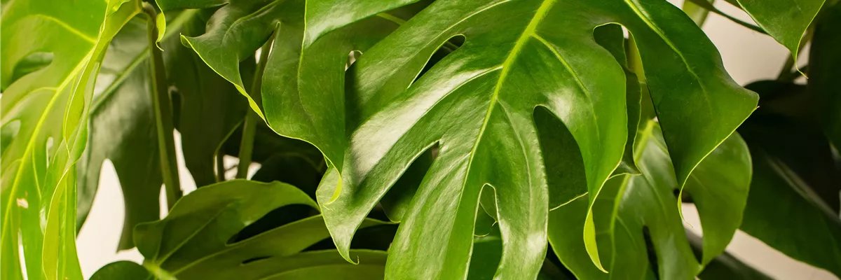 Monstera deliciosa