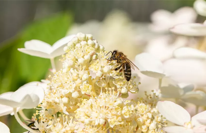 Biene auf Blüte