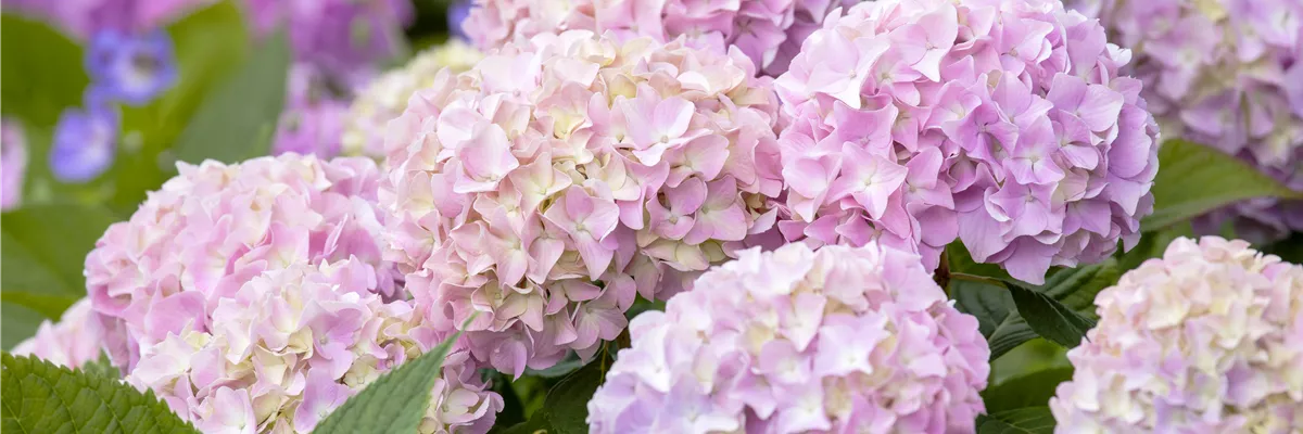 Hydrangea 'Endless Summer'®