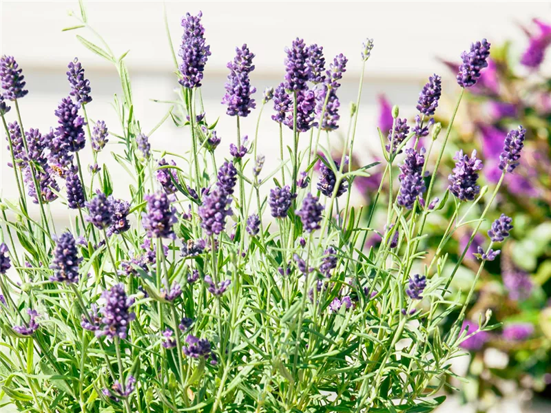 Lavendel