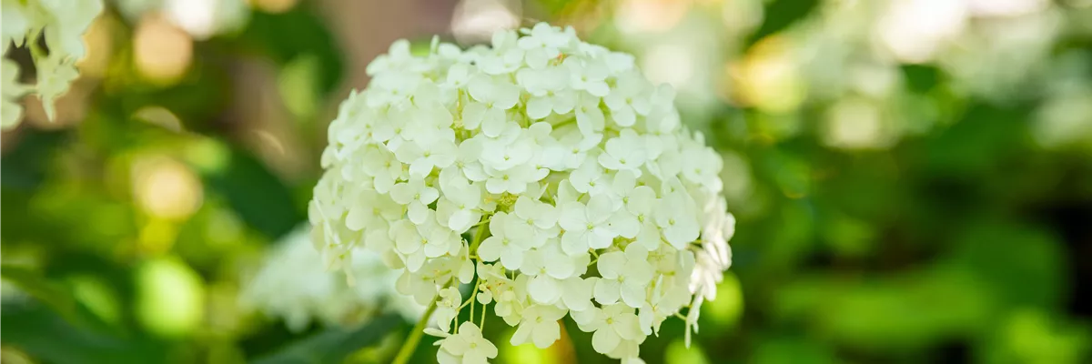 Hortensie im Garten