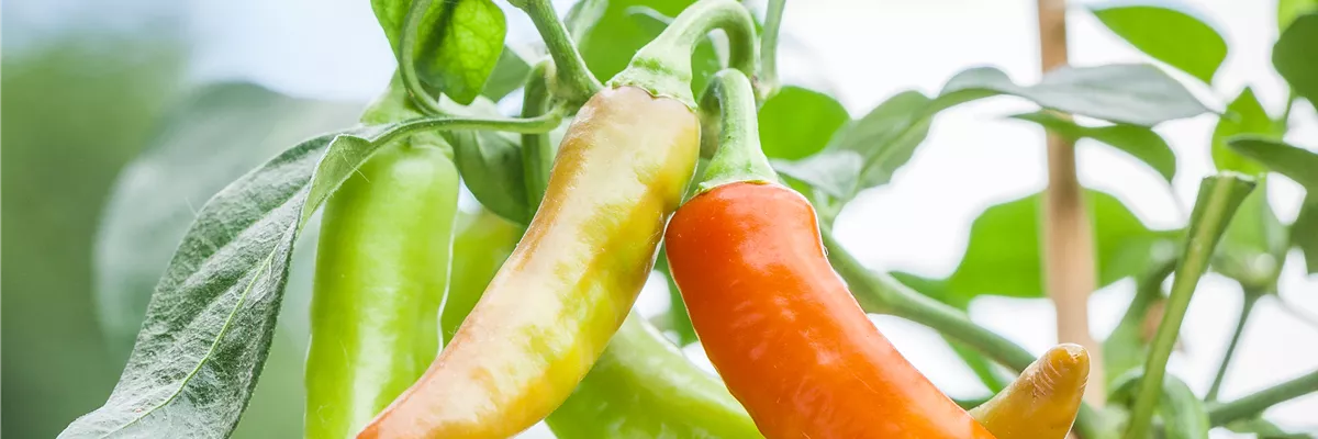 Capsicum annuum var. minimum