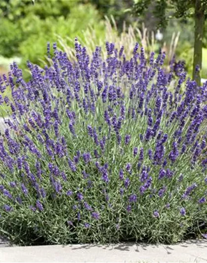 LAVENDEL