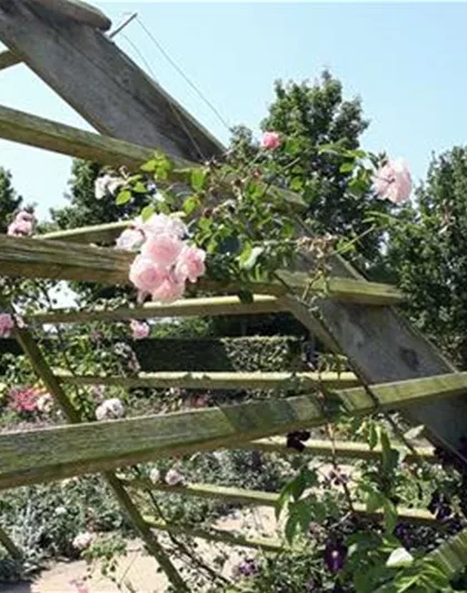 Gartengestaltung - Rosengarten