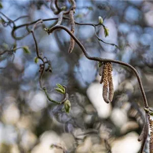 Korkenzieherhasel (Corylus avellana Cantorta)