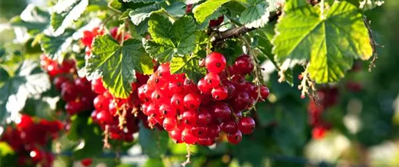 AB INS BEET! WIR FEIERN DEN TAG DES GARTENS.