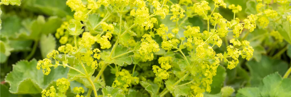 Alchemilla xanthochlora