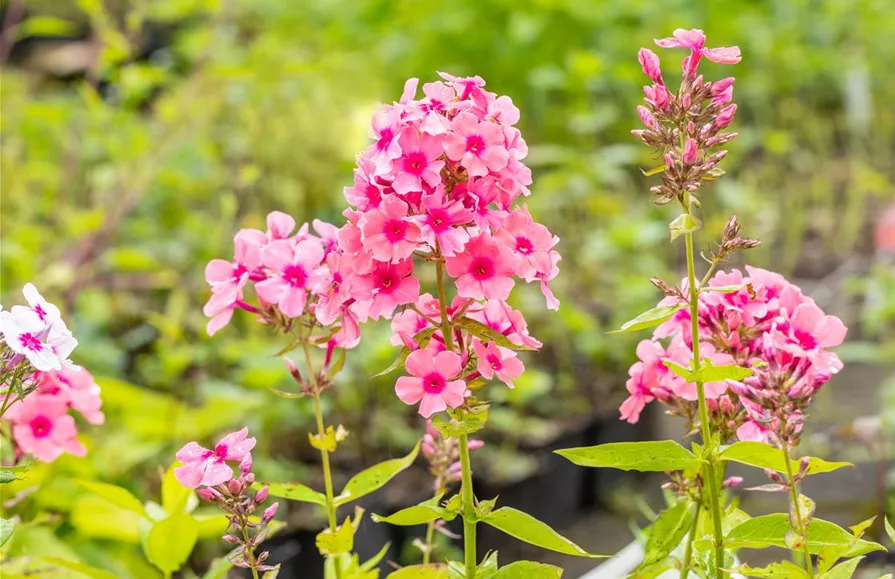 Phlox paniculata 'Windsor'