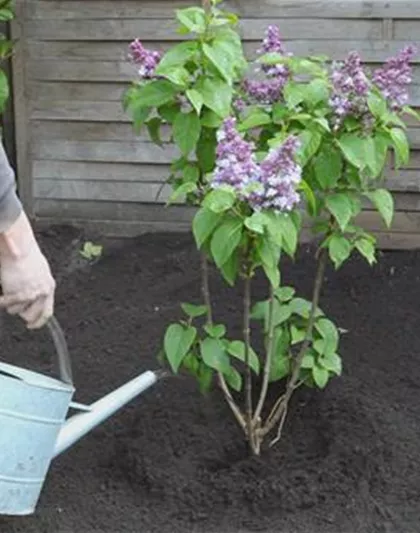 Flieder - Einpflanzen im Garten