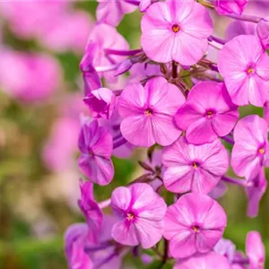 OHNE ENDE VOLLE BLÜTE.