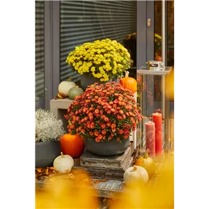 BLüTEN FüR DEN HERBSTBALKON!