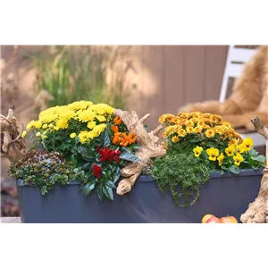 BLüTEN FüR DEN HERBSTBALKON!