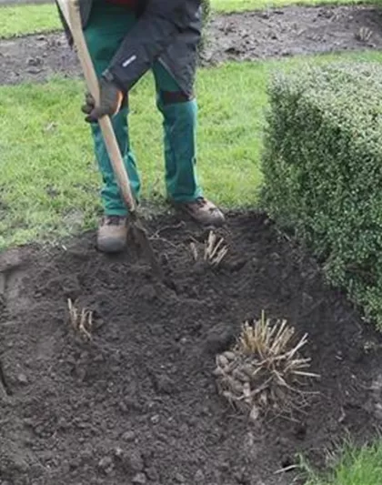 Dahlien - Einpflanzen im Garten