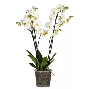 Phalaenopsis 