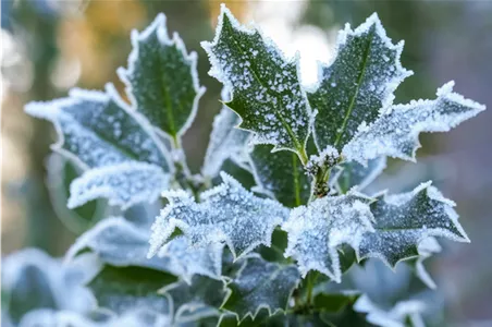 Pflanze des Monats Dezember: Stechpalme