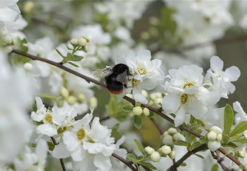 TOP 5 INSEKTENFREUNDLICHE PFLANZEN!