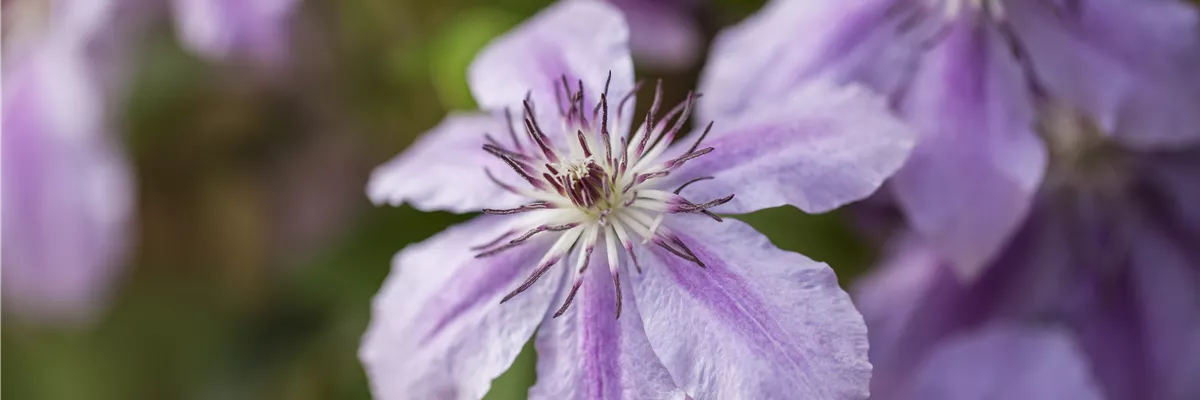 Clematis 'Girenas'