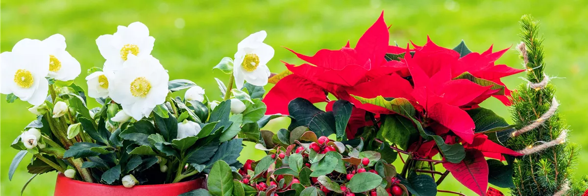 Weihnachtliche Pflanzen