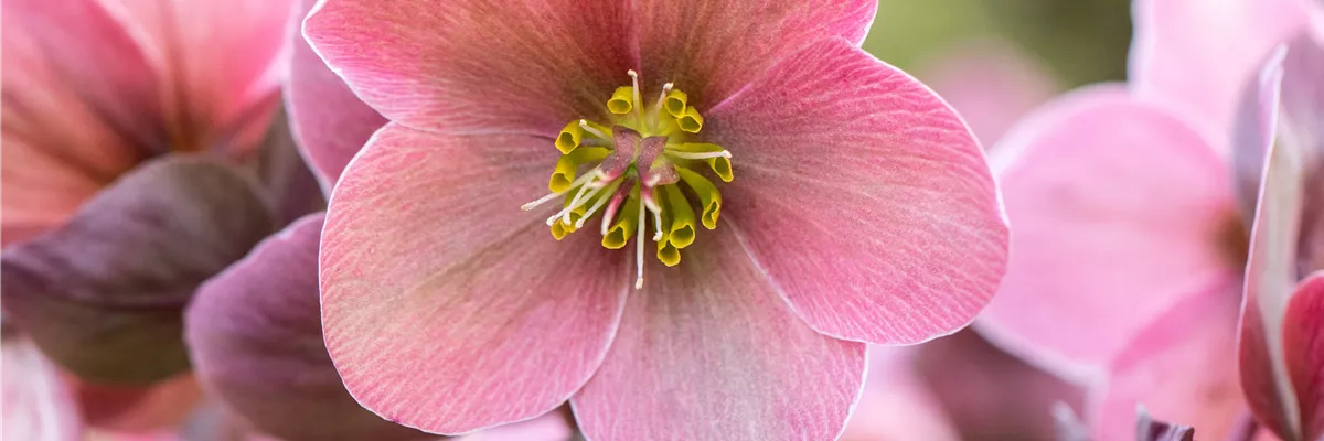 Helleborus Hybride 'HGC® Pink Frost'